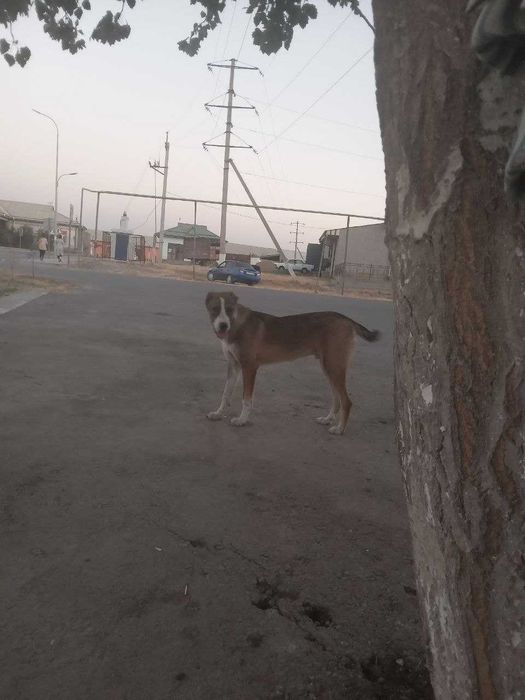 Срочный Алабай боласи сотилади