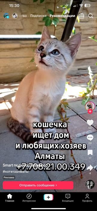 Кошечка котёнок девочка 3 месяца