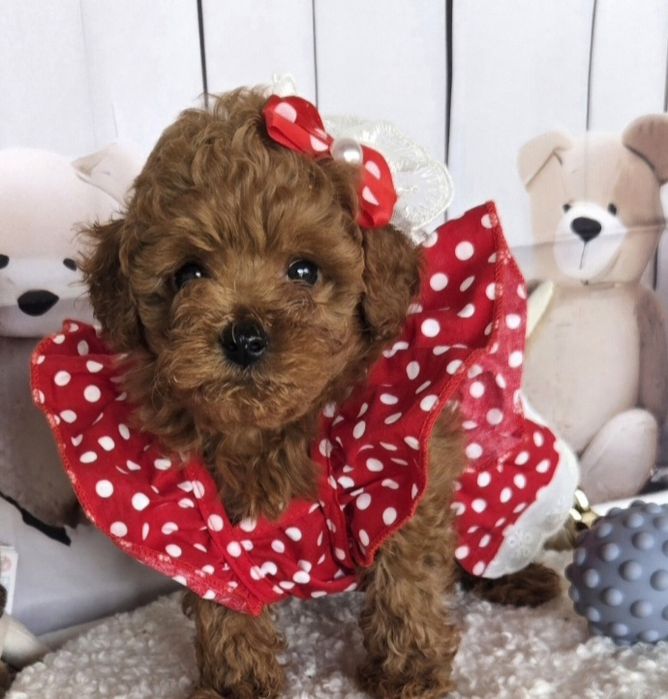 Пудел той /Poodle toy с генетични тестове на родителите с родословие