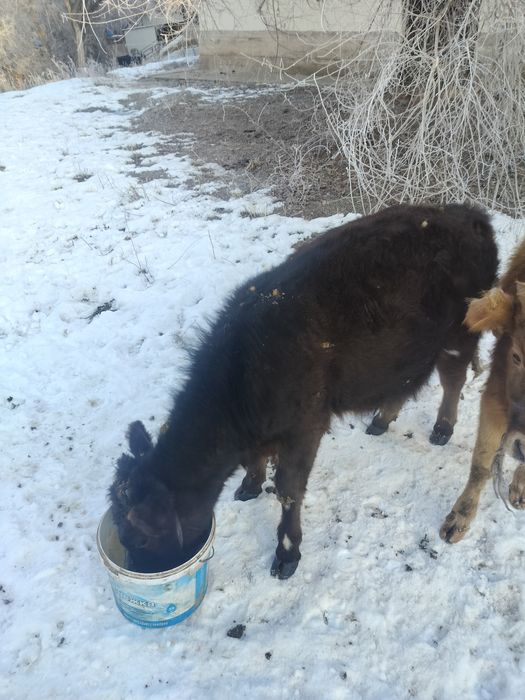 1 жас бызаулар..