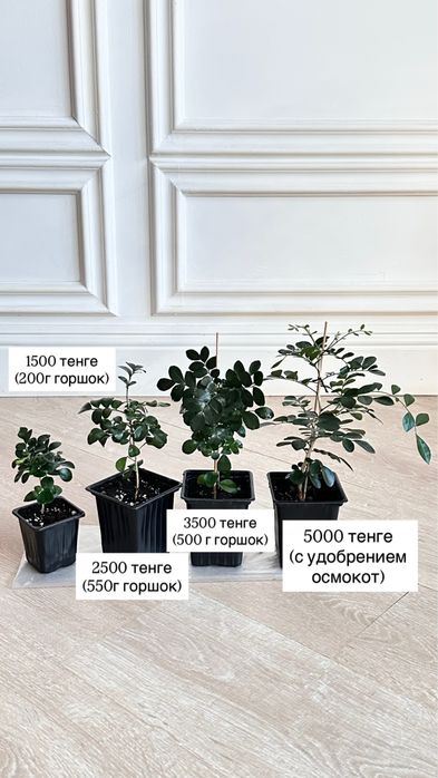 Мурайя (муррайя, японский жасмин)