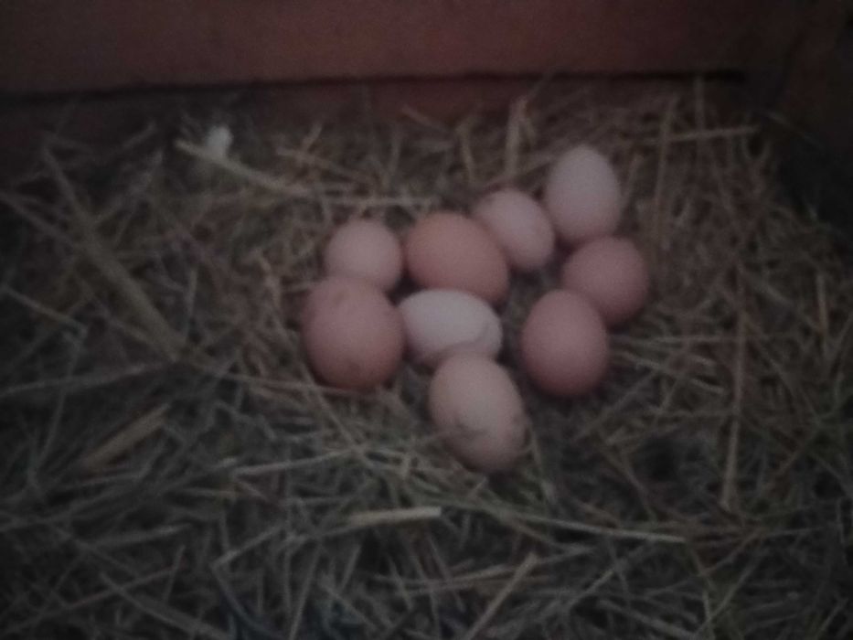 Yangi tuxumlar sotilladi