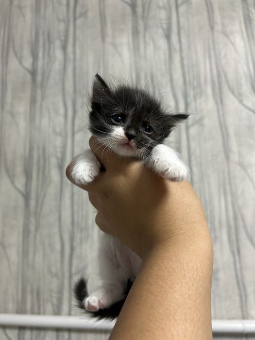 котята ищут своих хозяев