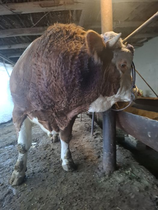 Smental buqa sotiladi