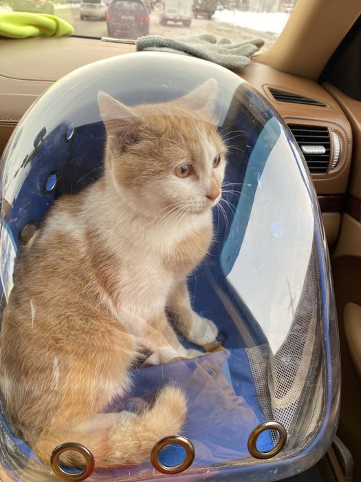 Пропал кот! Помогите найти кота!