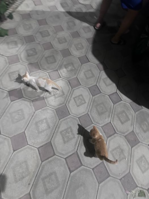 Отдам котят в добрые руки