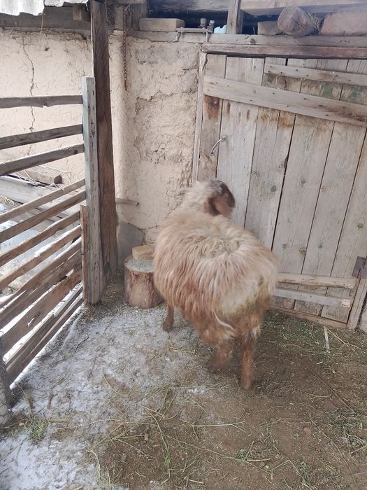 қошқар, қой, баран, кошкар