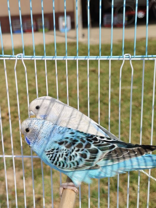 Попугай валнистый