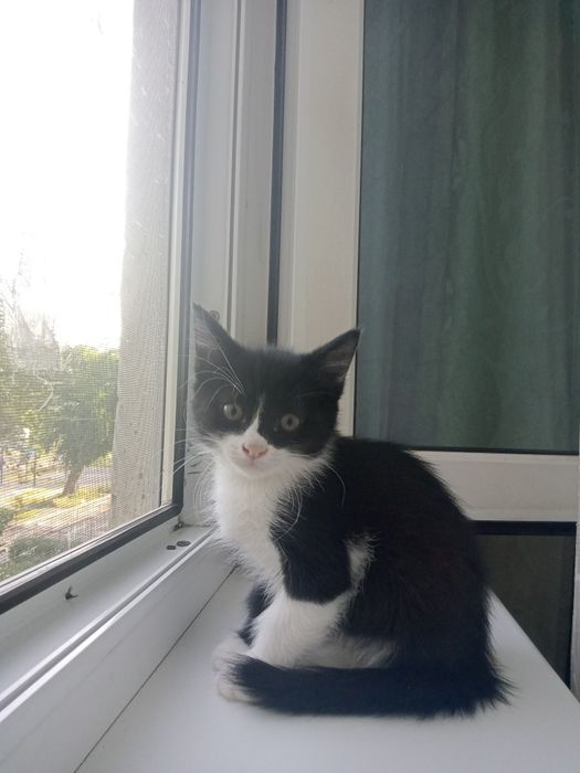 Котята ищут хозяина