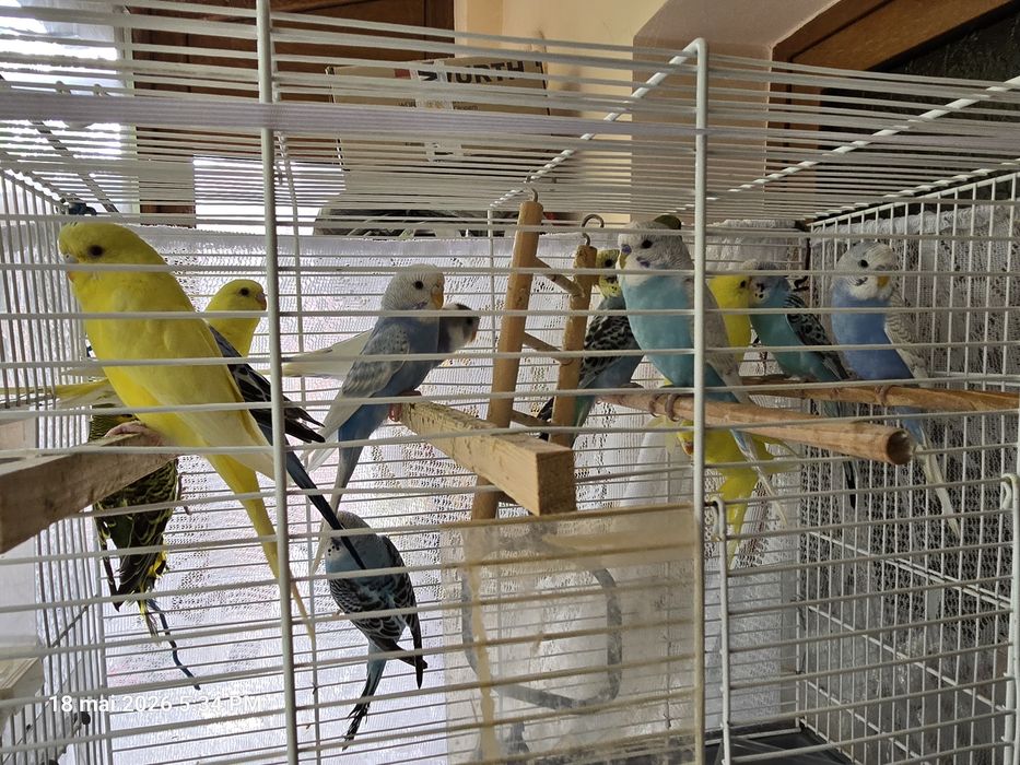 Vând pui de papagal perus
