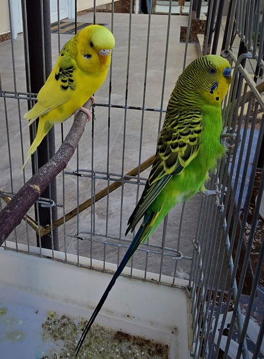 Волнистый попугайлар Valnistiy para