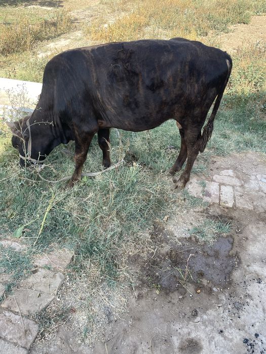 hukiz sotiladi 16 mln