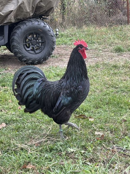 Cocosi Australorp