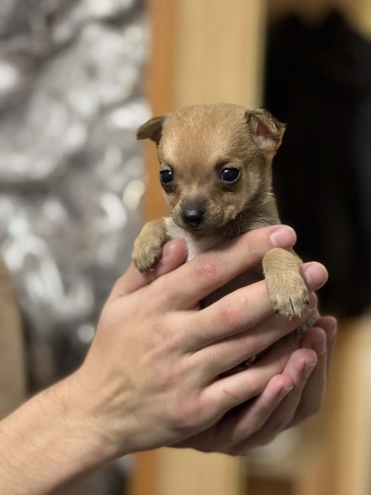 ПРОМО!!! Чихуаха