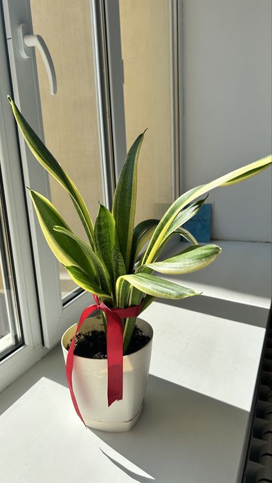 Цветы домашние комнатные