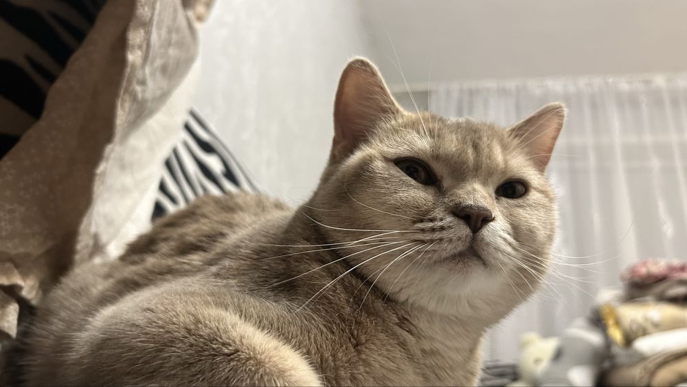 Британская короткошёрстная кошка