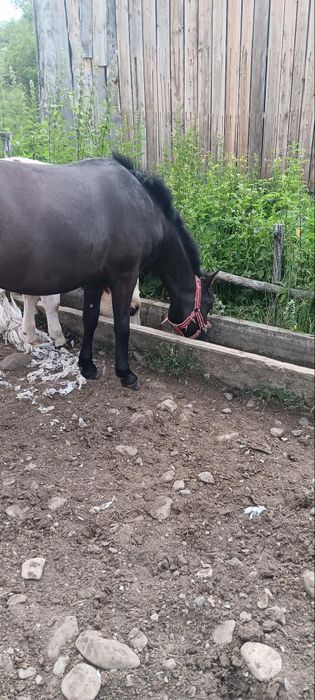 Vând mânză,mai multe detalii la telefon