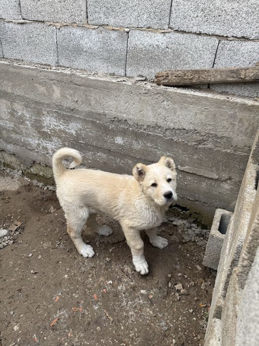 Продается алабай