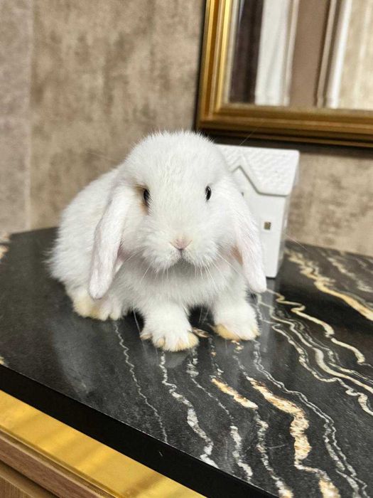 Декоративные кролики пара+клетка+корм