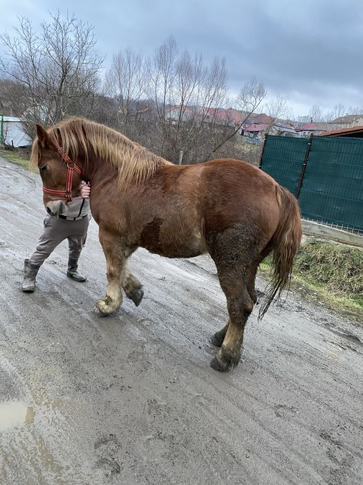 Vand o manza de un an jumate din  cai grei pret2300