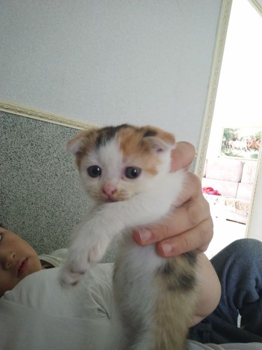 Отдам даром котят мама шотландка папа незнаю 1 мальчик 3 девочки