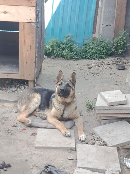 продам 6-месячную овчарку