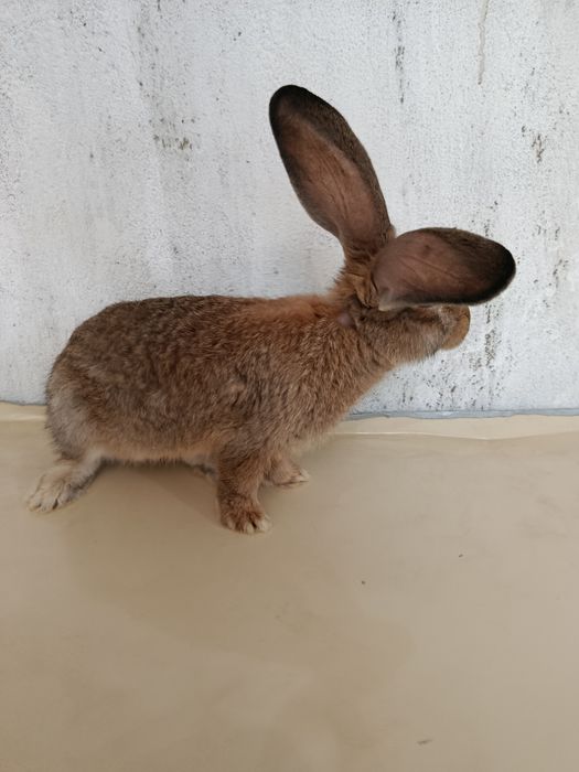 Quyon bolalari sotiladi