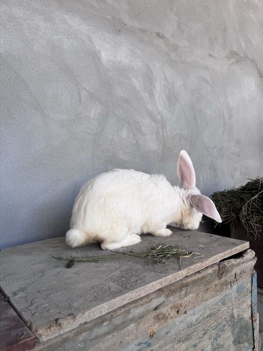 Чистокровный великан