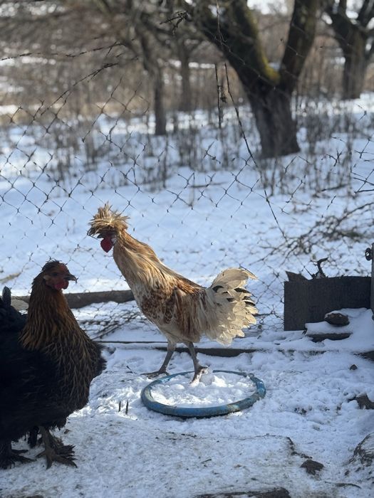 Cocosi paduana motata olandeza