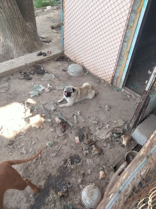 Иттер сатылады 3еу Багасы келысымды