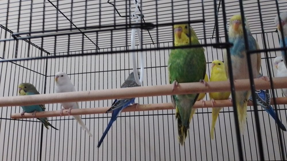 Вълнисти папагали