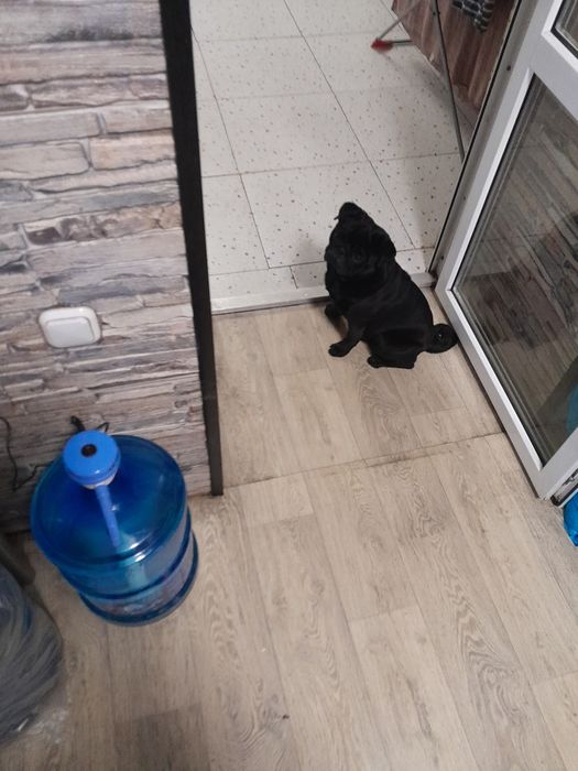 Продам мопса кабель