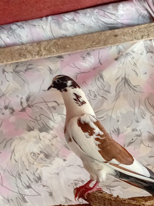 Голубы кептер высоколедный Игра Лед