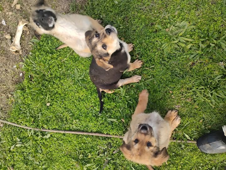 Белгийска овчарка