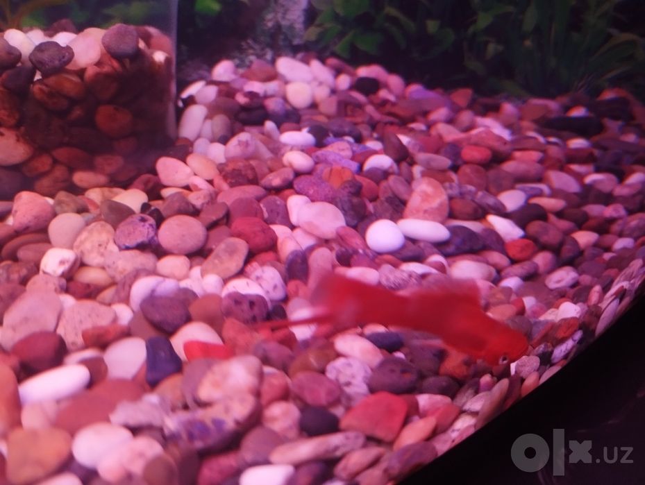 Akvarium sotiladi 30 litr ovalniy