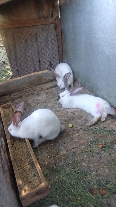 Iepuri uriaș de Transilvania - femele 5 luni