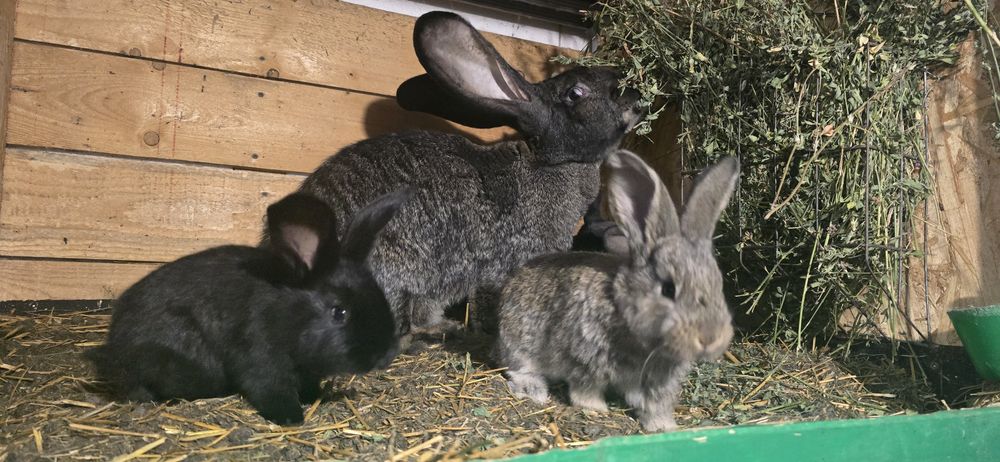 Urias German de vanzare