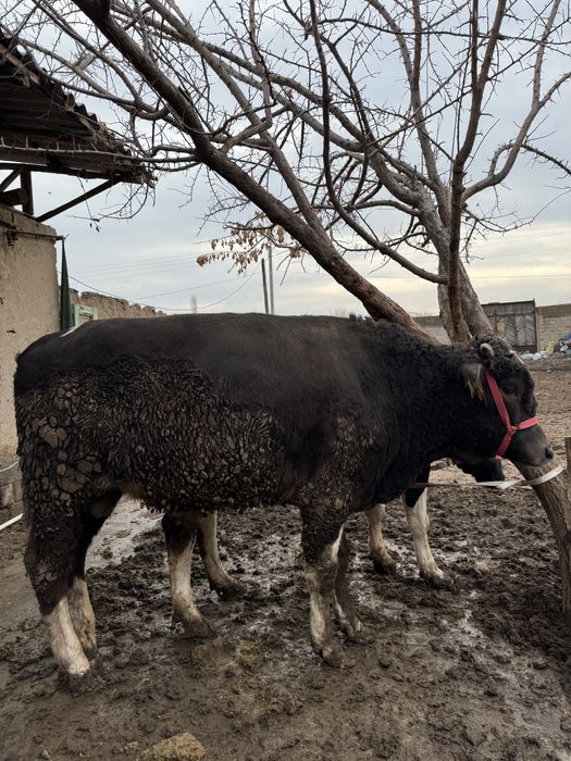 Buqalar sotiladi arzon narxlarda