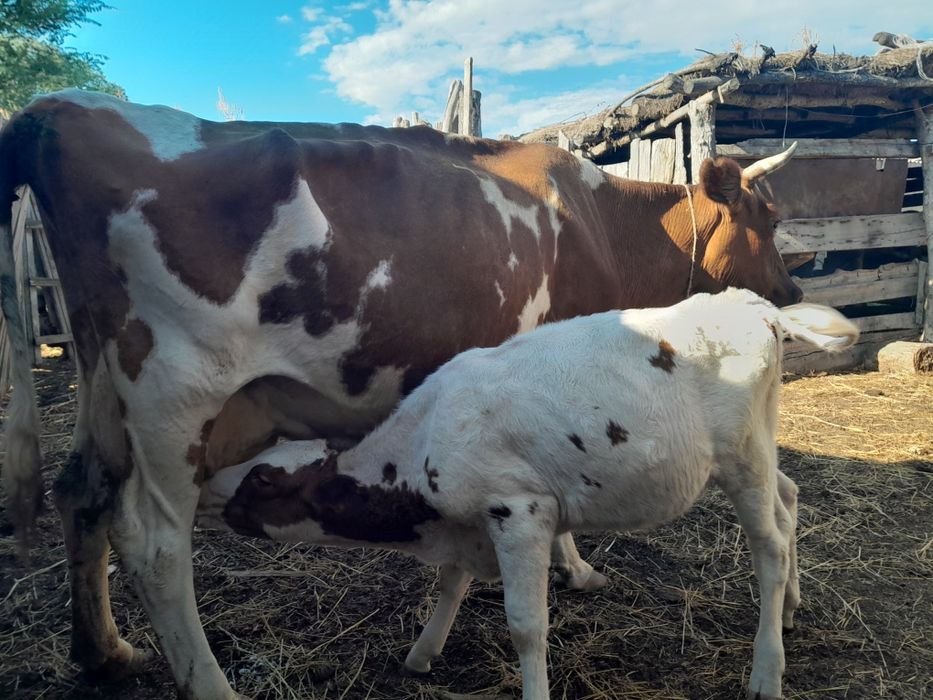 Сүттілі сиыр сатылады.