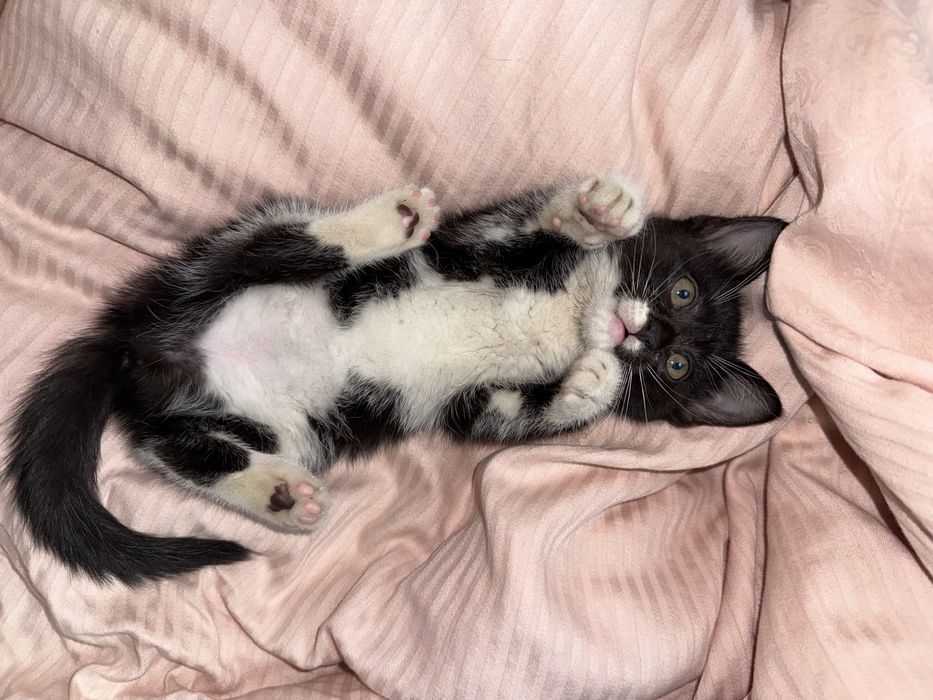 Отдам котенка в добрые руки
