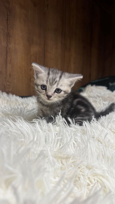 Продам шотландских котят