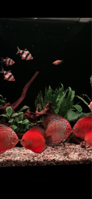 Молодь дискусы, средний размер 4 см