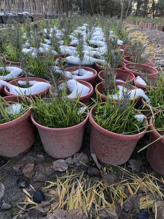 Продаю Голубые и Серебристые Ели в горшках