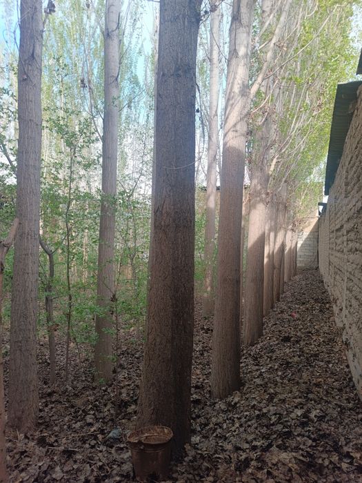 Terak daraxt O'zbek 30 ta