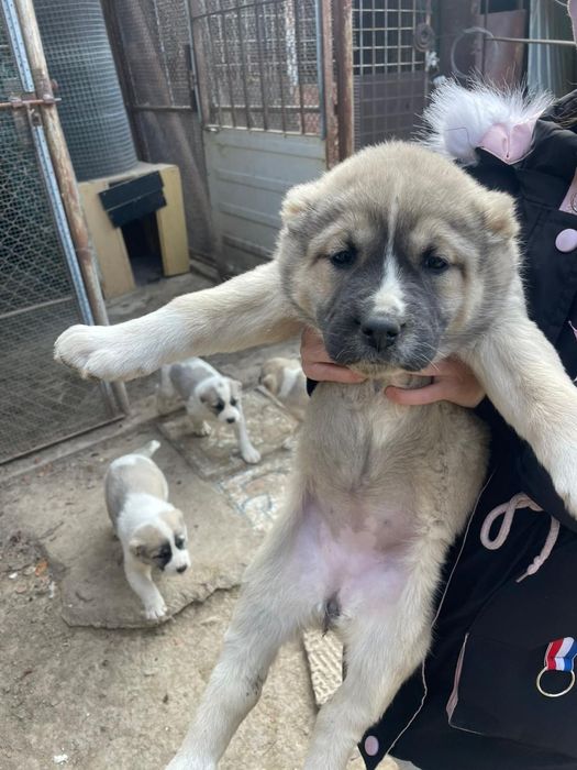 Продам щенков алабая