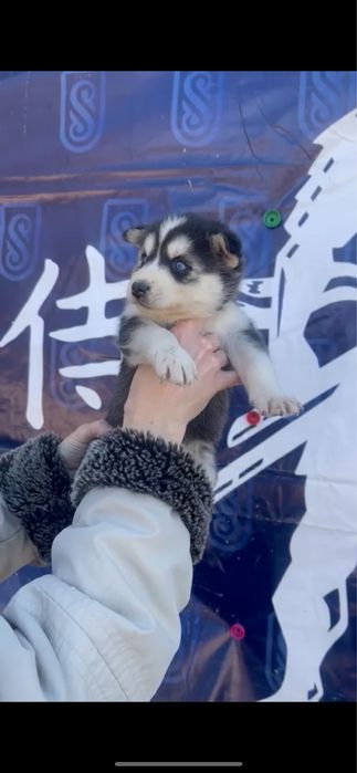 Девочки Хаски большой выбор приятная цена