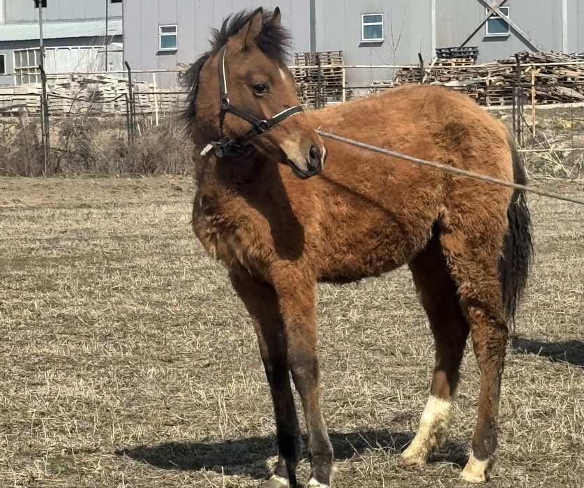 Тай, жылкы, жеребчик