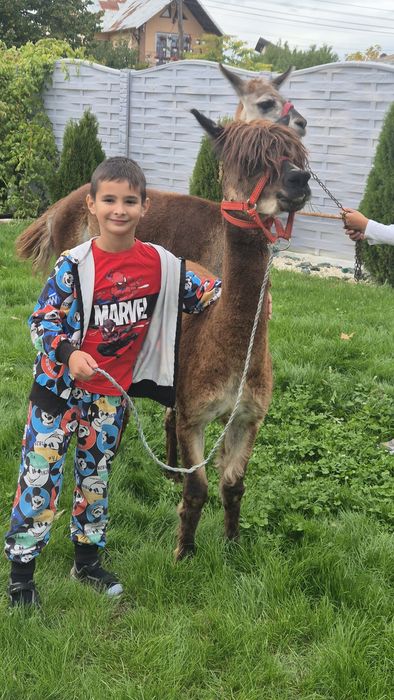 Mascul lama si mascul alpaca schimb cu alte animale