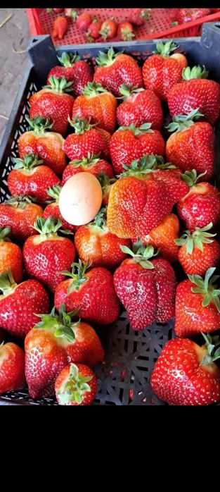 Уникален целогодишен расад