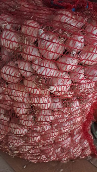 Usturoi românesc pentru semănat